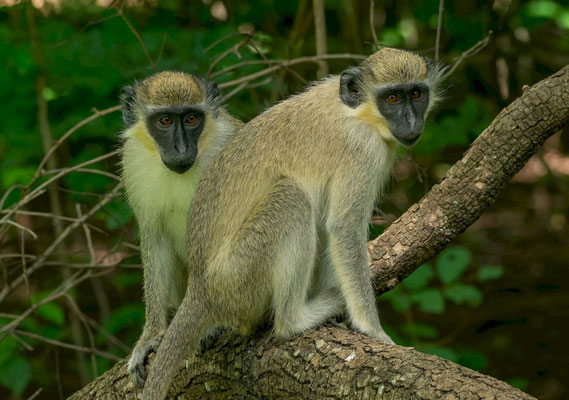 Green monkeys (Chlorocebus sabaeus)
