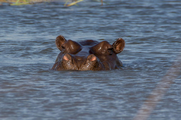Hippopotamus (Hippopotamus amphibius)