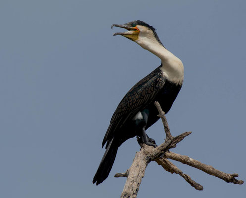 White-breasted Cormorant (Phalacrocorax carbo lucidus)
