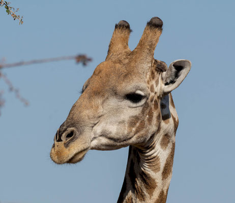 Giraffe (Giraffa cameleopardis) portrait