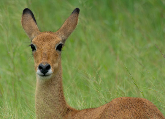 Buffon's kob (Kobus kob kob), female