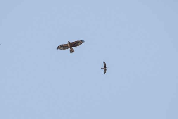Águila perdicera y halcón de eleonor