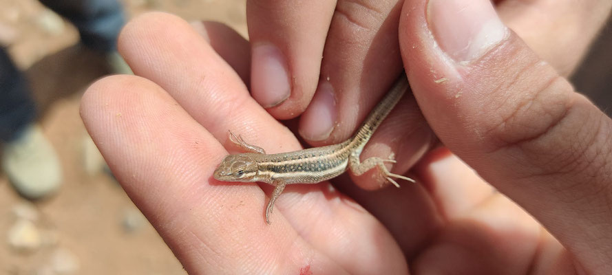 Simon's desert racer (Mesalina simoni), our first ever Mesalina