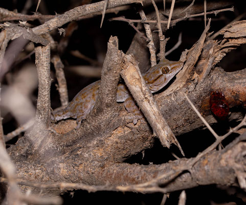 White-spotted wall gecko (Tarentola annularis). We found some on acacias, in thicker branches than hoggarensis