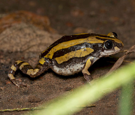 Silver running frog (Kassina cassinoides)