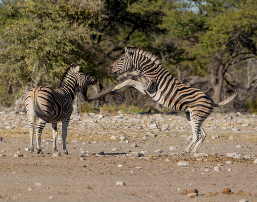Male zebras (Equus quagga), fighting