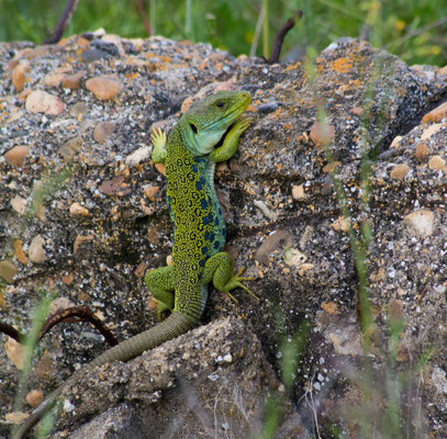 Ocellated lizard (Timon lepidus), in situ
