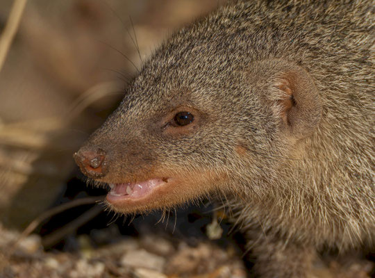 Banded mongoose (Mungos mungo) 
