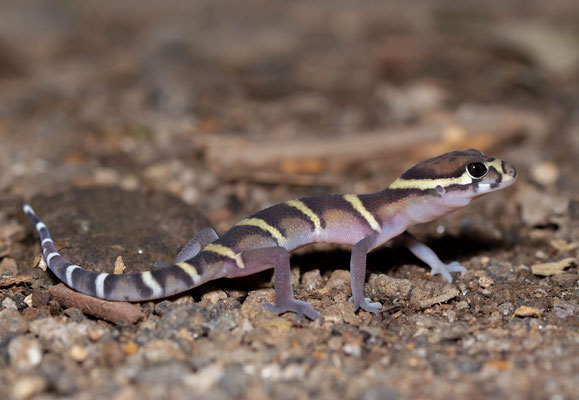 Central American Banded Gecko (Coleonyx mitratus)