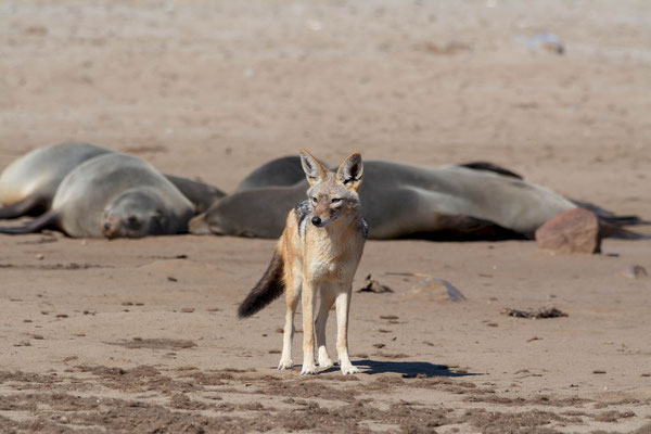 Jackal on seal colony looking for an opportunity