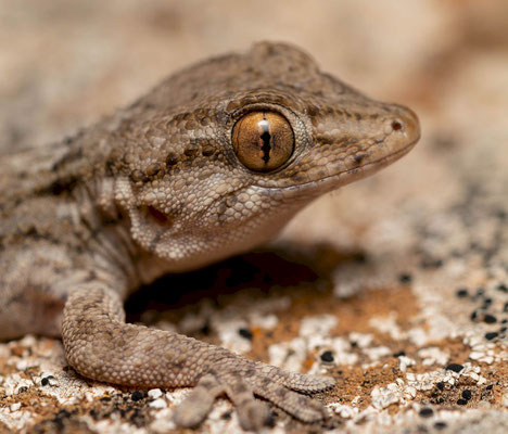 East canary wall gecko (Tarentola angustimentalis), portrait