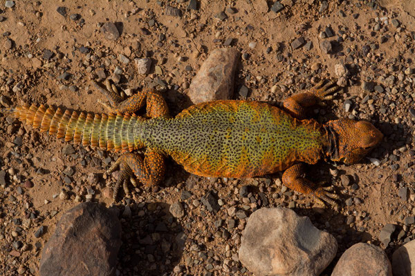 Spiny tailed lizard (Uromastyx nigriventris)