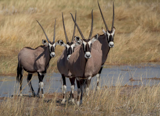 Gemsbok (Oryx gazella), herd