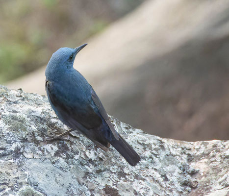 Roquero solitario (Monticola solitarius).