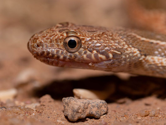 Mograbin diadem snake (Spalerosophis dolichospilus), portrait