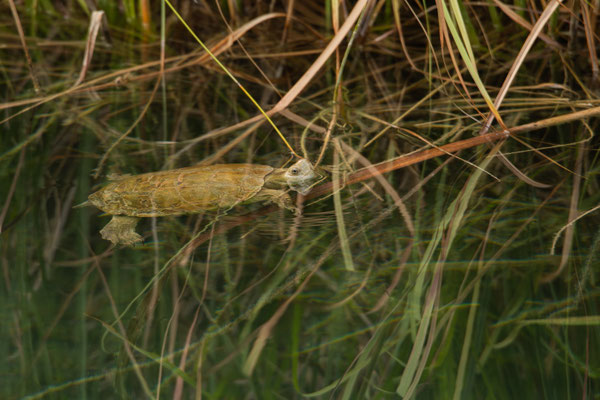 Galápago leproso (Mauremys leprosa), foto de Anxo