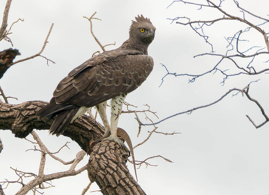 Martial eagle (Polemaetus belicosus)