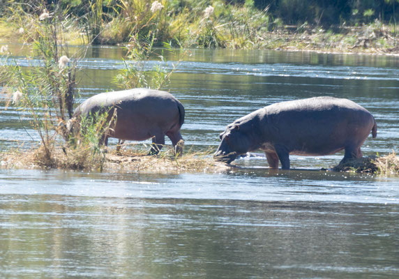 My first wild hippos (Hippopotamus amphibius), in the Okavango outside the park.