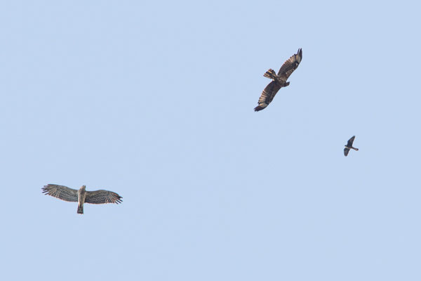 Águila perdicera, culebrera y halcón de eleonor (Falco eleonorae). Una foto difícilmente repetible.