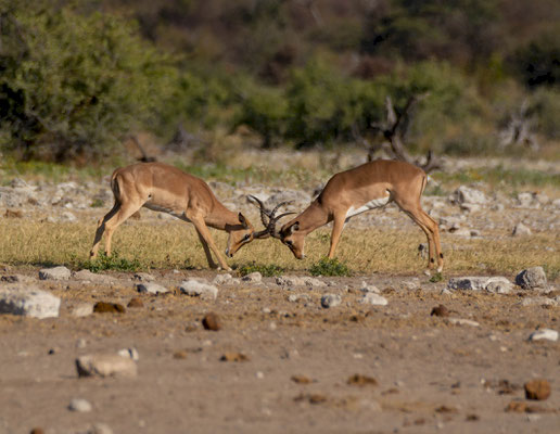 Black-faced impalas (Aepyceros melampus petersi), fighting