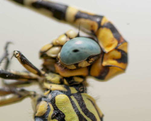 Onychogomphus cazuma, cópula, detalle