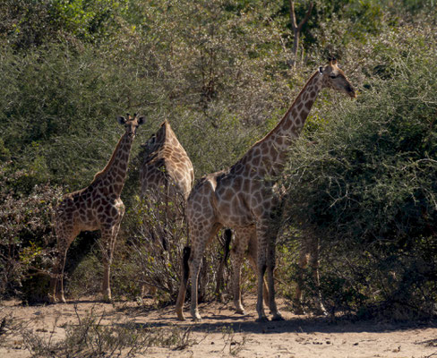 Southern giraffe (Giraffa camelopardalis angolensis)