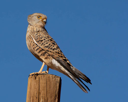  Greater kestrel (Falco rupicoloides), the only falcon with white eyes!