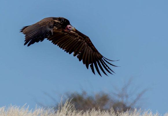 Lappet-faced vulture (Torgos tracheliotos)