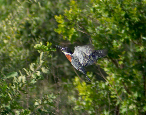 African giant kingfisher (Megaceryle maxima), nimbly catched by Gabriela