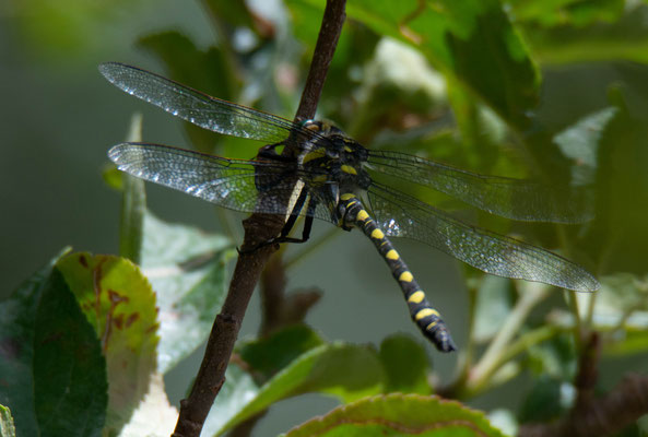 Dragonfly (Cordulegaster princeps)