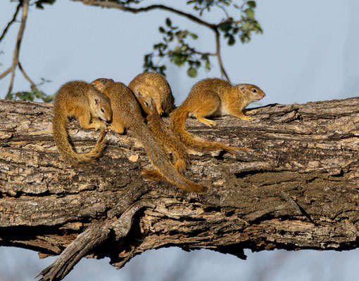 Smith's bush squirrel (Paraxerus cepapi), family