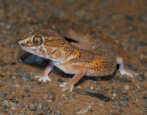 Giant Ground Gecko (Chondrodactylus angulifer)
