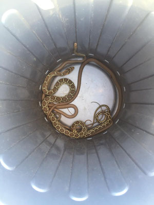 Rescued snakes on our way to Guelmin