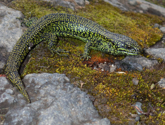 Montane Alligator Lizard (Abronia monticola)