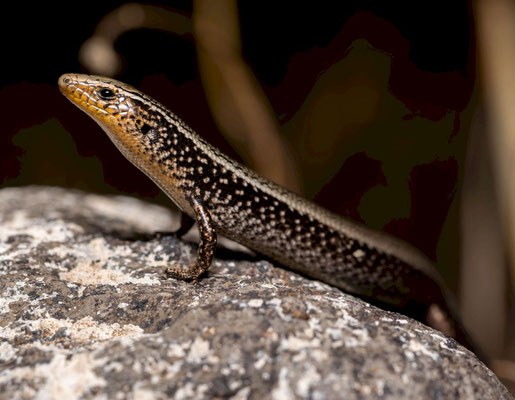 Gran Canaria skink (Chalcides sexlineatus bistriatus)