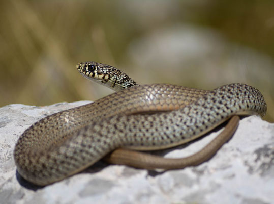 Balkan whip snake (Hierophis gemonensis)