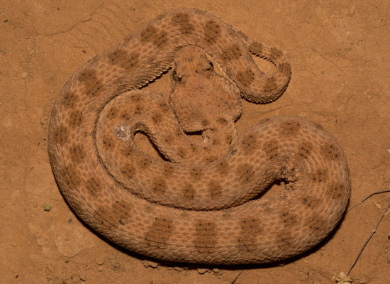 Sahara horned viper (Cerastes cerastes)