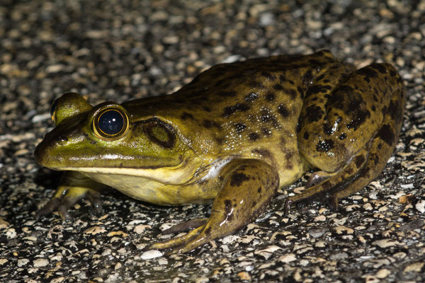 American bullfrog (Lithobates catesbaiana), on the parking lot