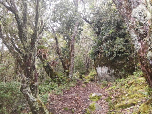 First part of the cloud forest