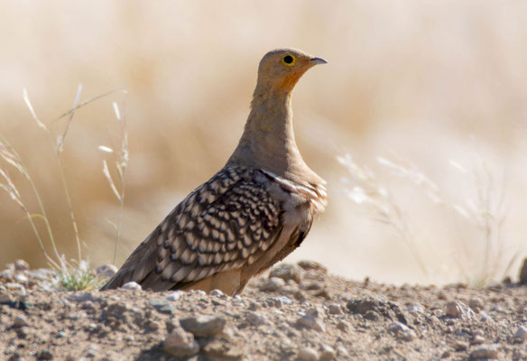 Namaqua sandgrouse (Pterocles namaqua)