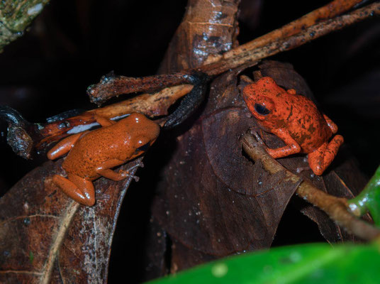 Strawberry poison frogs (Oophaga pumilio)
