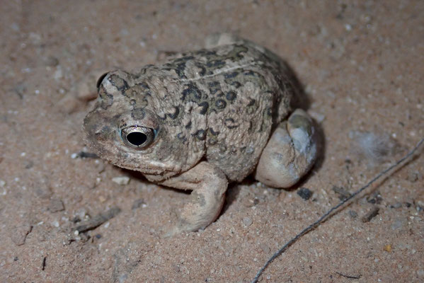Sand frog (Tomopterna sp.)