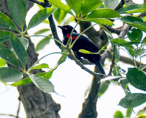  Red-shouldered cuckooshrike (Campephaga phoenicea), only I saw this one as I was not paying attention to the guide