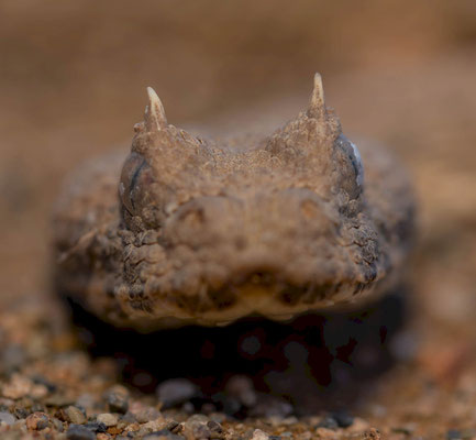 Horned adder (Bitis caudalis), portrait