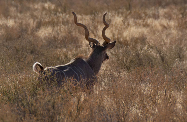 Greater kudu (Tragelaphus strepsiceros). Big male. They were shy during the day as this is not a protected area, and they are a popular hunting trophy. 