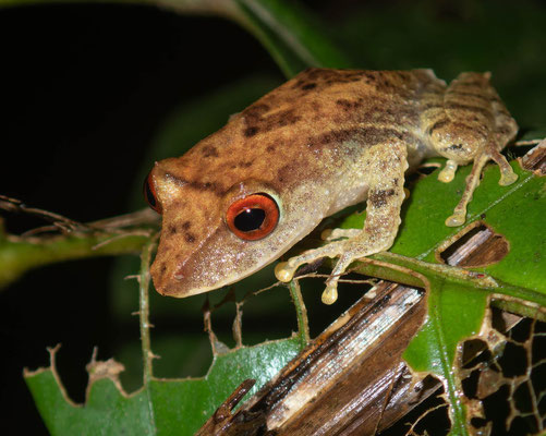 La Loma Robber Frog (Pristimantis caryophyllaceus)