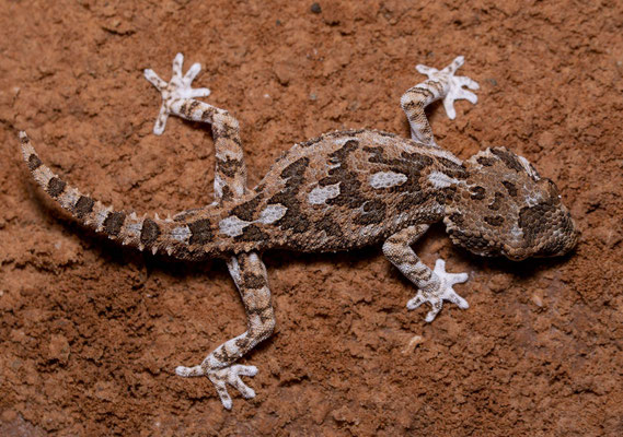 Helmeted gecko (Tarentola chazaliae), pattern shot