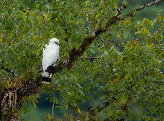 White Hawk (Pseudastur albicollis)