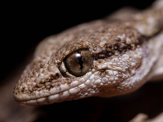 Hoggar's gecko (Tarentola hoggarensis), portrait