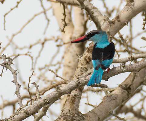 Blue-breasted Kingfisher (Halcyon malimbica)